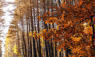 二次元经济爆发，闲鱼成二次元交易新宠？背后数据惊人